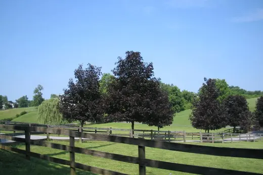 Grassy fenced field with trees and rolling green hills under blue sky, East Bradford Township, Pennsylvania